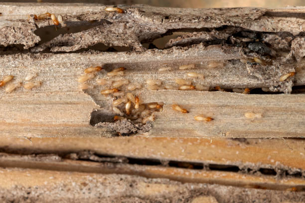 Best Pest Control Cost  in Redding, CA