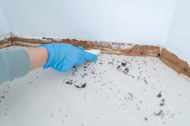 Best Pest Control Near Me  in Redding, CA
