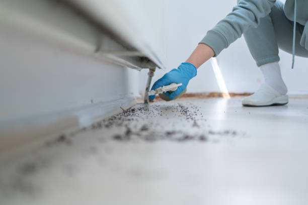 Best Ant Control Services  in Redding, CA
